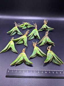 wIAKx `^m^ Ή ubNt@C[  ExA[gcyCztitanota Black fire