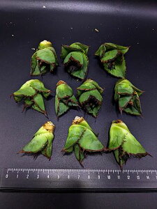 wIV聞AKx `^m^ Ή ubNt@C[  ExA[gcyCztitanota Black fire