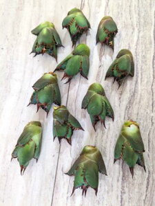 wIAKxE`^m^ bhLbgEB[YxA[g OCcyCczAgave titanota 'Red Cat weazle'