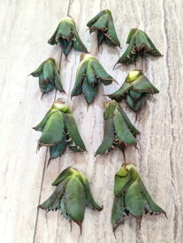 ※同時購入割引あり！◇アガベ チタノタ 姫厳龍 ・ベアルート苗◇お任せ株◇