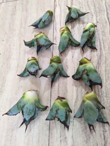 wIAKx `^m^ ubNu[ExA[g OCcECtitanota BB