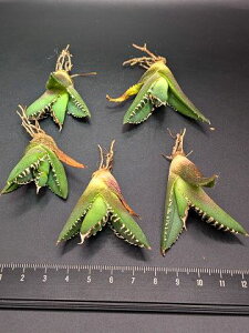 wIAKxE`^m^ SAD AtJ_ChxA[g Cctitanota SAD South Africa Diamond