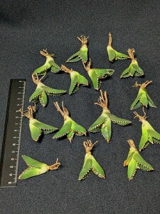 同時購入割引あり!◇アガベ・チタノタ ウェアウルフ・狼人◇ベアルート お任せ苗◇Titanota werewolf ◇