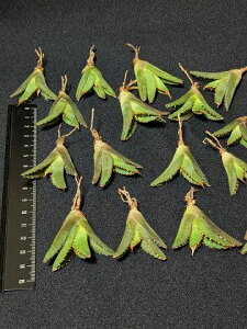 wIAKxE`^m^  xA[gcAgave titanota totoro