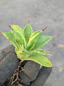 iIAKx L[rbN сxA[gcAgave potatorum 'Cubic' f.variegata
