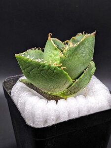 現品!◇アガベ チタノタ カービィ獣 ◇ ベアルート苗◇titanota Kirby◇