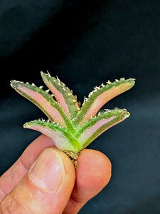 ��1/6�B�e ���i����������I�A�K�x �`�^�m�^ �����h�сi���|�h�j�E�x�A���[�g�c��Agave Titanota byakugoushi Variegata��