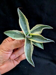 ��1/15�B�e ���i���A�K�x �p���T�i �C���v���b�V���j�X�g�E�x�A���[�g�c��Agave parrasana 'Impressionist'