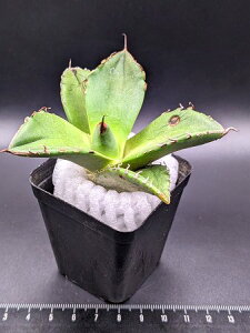 現品◇アガベ・チタノタ ブラックダイヤモンド◎Agave titanota Black Diamon