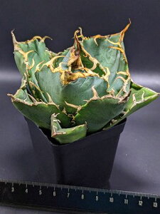 現品!◇アガベ チタノタ 白鯨 ◇ ベアルート苗◇titanota howaitohoe-ru ◇