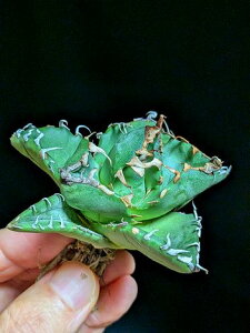 11/2Be iAKxE`^m^ ہxA[gctitanota imps