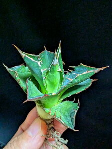 11/4Be iAKx `^m^ ExA[gcAgave Titanota Baozh