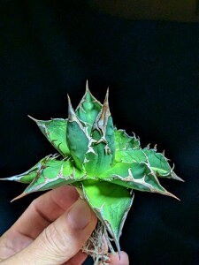 11/4Be iAKx `^m^ ExA[gcAgave Titanota Baozh