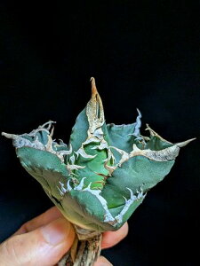 11/4Be iAKxE`^m^ SAD AtJ_ChxA[gctitanota South Africa Diamond