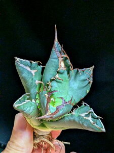 11/4Be iIAKx `^m^ ~EZt^ xA[gctitanota black whale