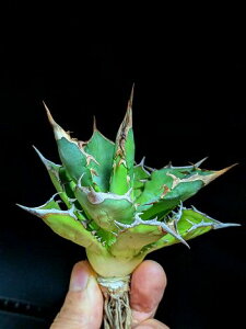 11/4Be iAKxE`^m^ VAxA[gctitanota Siroari