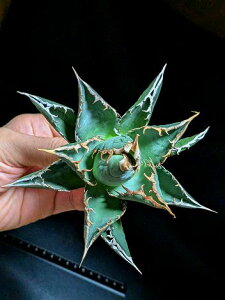 11/4Be iAKxE`^m^ CxA[gctitanota Kaio