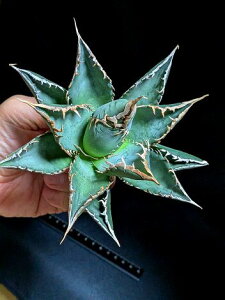 11/4Be iAKxE`^m^ CxA[gctitanota Kaio