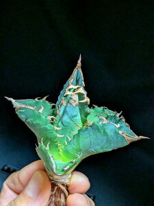 11/4Be iIAKx `^m^ zCgt@C[, Ή  xA[gctitanota White fire 