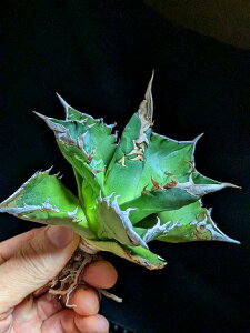 11/4Be iIAKx `^m^ zCgt@C[, Ή  xA[gctitanota White fire 