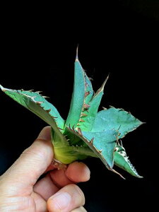 11/4Be iAKx `^m^ | rExA[gcAgave Titanota Chain