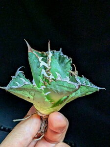 11/4Be iIAKx `^m^ Ό~ xA[gcAgave titanota Green whale