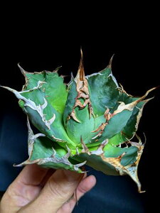 11/4Be iIAKx `^m^ eExA[gctitanota Haouryu