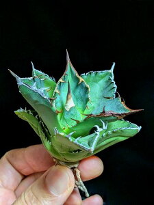 11/4Be iIAKx `^m^ ҋ VTC xA[gcTitanota White Rhino 