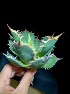 11/4Be iIAKx `^m^ Ή IWt@C[   xA[gctitanota orangefire