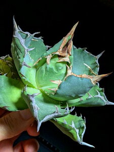 11/4Be iIAKx `^m^ C^ iAUVj owlxA[gcAgave titanota Seal