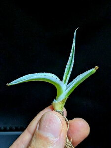 11/2Be iAKx rNgAW[i XRExA[gcAgave victoriae-reginae 'Hyouzan'