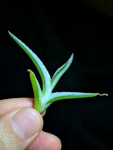 11/2Be iAKx rNgAW[i XRExA[gcAgave victoriae-reginae 'Hyouzan'