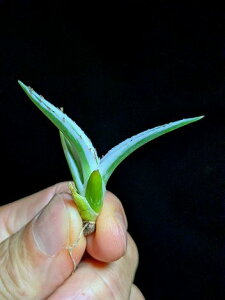 11/2Be iAKx rNgAW[i XRExA[gcAgave victoriae-reginae 'Hyouzan'