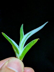 11/2Be iAKx rNgAW[i XRExA[gcAgave victoriae-reginae 'Hyouzan'