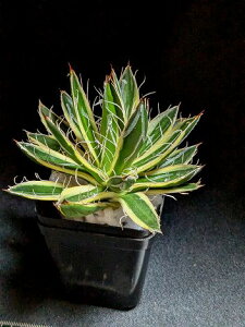10/1Be iIAKxEPEprt[ oGK^ xA[gcparviflora f. variegata