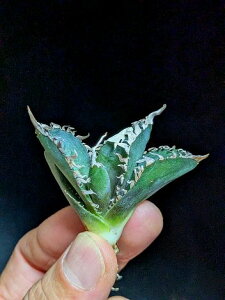 10/1Be iIAKx `^m^ LORO ExA[gcAgave Titanota King Kong