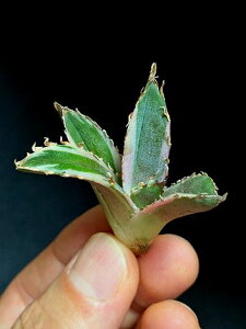10/1撮影 現品◇アガベ・チタノタ 白鯨錦◇ベアルート苗◇Titanota hakugei 'Variegata'