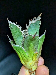 ▲10/5撮影 現品!◇アガベ・チタノタ レッドキャットウィーズル◎ベアルート苗◎Titanota 'Red Cat weazle'