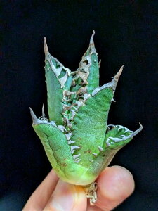 ▲10/5撮影 現品!◇アガベ・チタノタ レッドキャットウィーズル◎ベアルート苗◎Titanota 'Red Cat weazle'