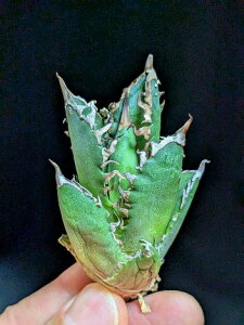 ▲10/5撮影 現品!◇アガベ・チタノタ レッドキャットウィーズル◎ベアルート苗◎Titanota 'Red Cat weazle'