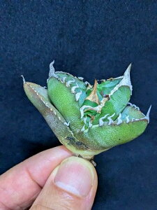 ▲10/6撮影 現品◇アガベ・チタノタ 緑犀牛◇ベアルート苗◇titanota Green rhino◇