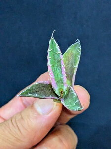 ▲10/6撮影 現品 ◇ 斑入り!アガベ チタノタ シーザー錦・ベアルート苗◇titanota caesar 'Variegata'white fire'Variegata'