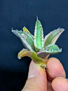 ▲10/6撮影 現品 ◇ 斑入り!アガベ チタノタ シーザー錦・ベアルート苗◇titanota caesar 'Variegata'white fire'Variegata'