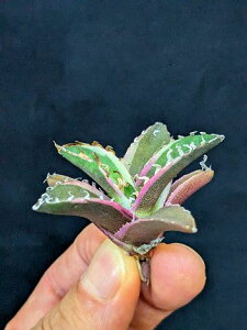 ▲10/6撮影 現品 ◇ 斑入り!アガベ チタノタ シーザー錦・ベアルート苗◇titanota caesar 'Variegata'white fire'Variegata'
