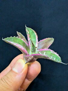 ▲10/6撮影 現品 ◇ 斑入り!アガベ チタノタ シーザー錦・ベアルート苗◇titanota caesar 'Variegata'white fire'Variegata'