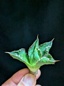 10/22Be iIAKx `^m^ 巉  xA[gctitanota skinsen 