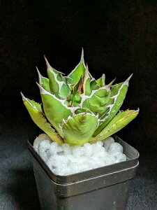 ▲10/22撮影 現品!◇アガベ チタノタ 万代厳竜・ベアルート苗◇titanota bandaigenryu◇