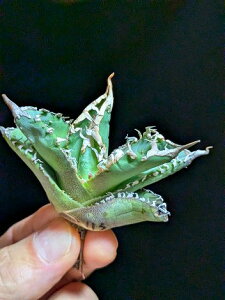 10/22Be iIAKx `^m^ H  xA[gcTitanota White Ghost 