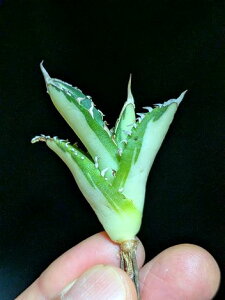 10/22Be iIAKx `^m^ z_сExA[gcAgave titanota 'Sun God' variegata