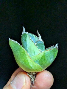 ▲10/22撮影 現品◇アガベ・チタノタ SAD錦 南アフリカダイヤモンド錦◇ベアルート苗◇titanota SAD South Africa Diamond variegata◇